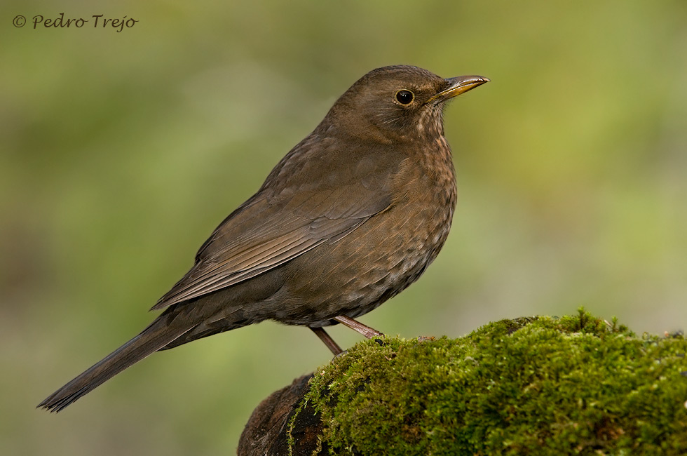 Mirlo común (Turdus merula)